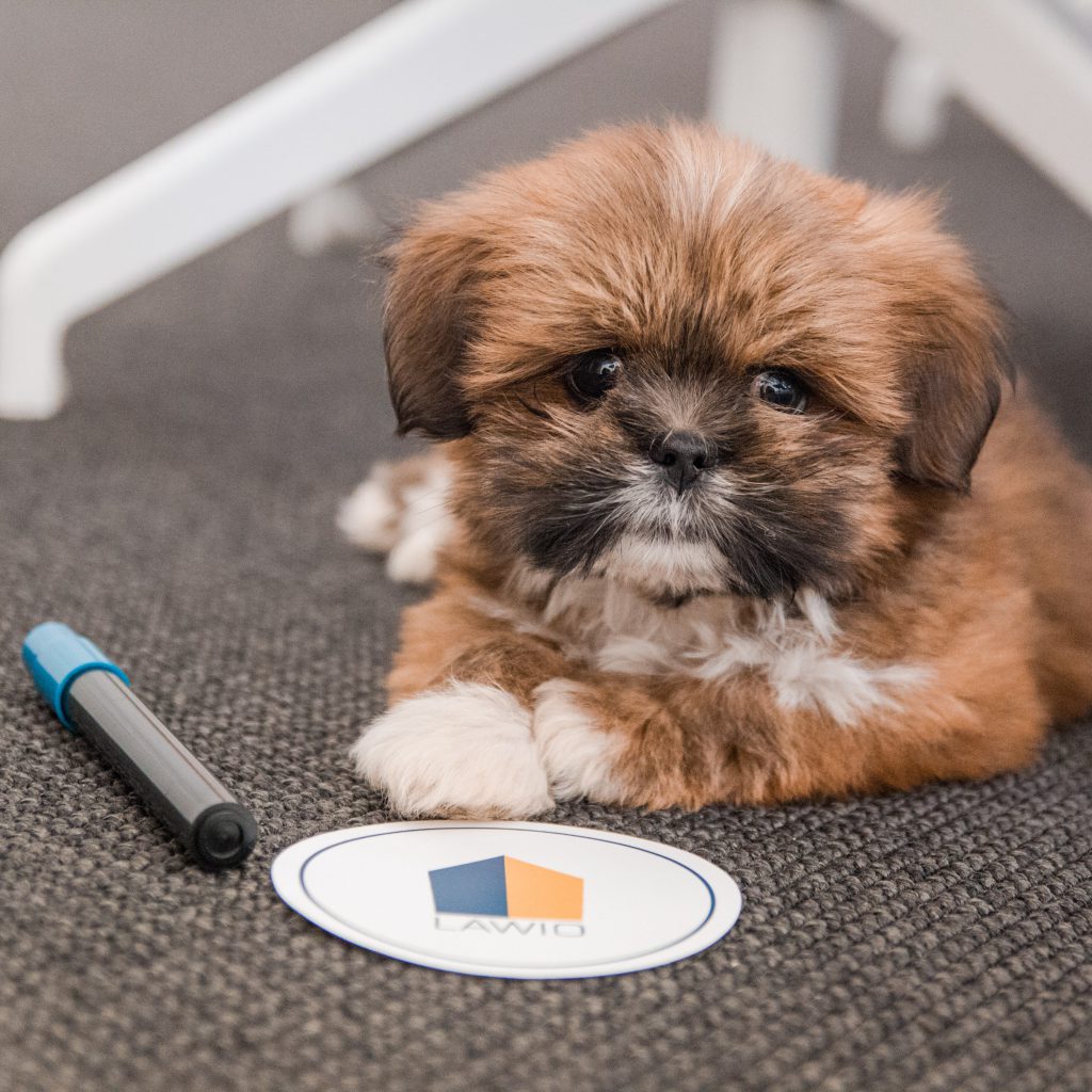 LAWIO Office Dog Lucky LAWIO Office Dog Lucky
